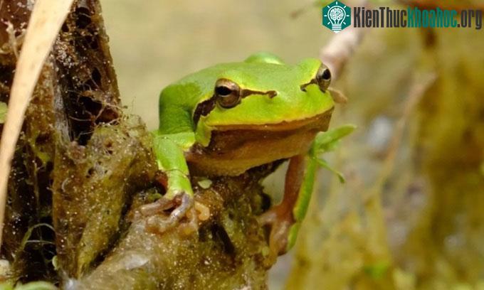 Ếch cây phương đông (Hyla orientalis).