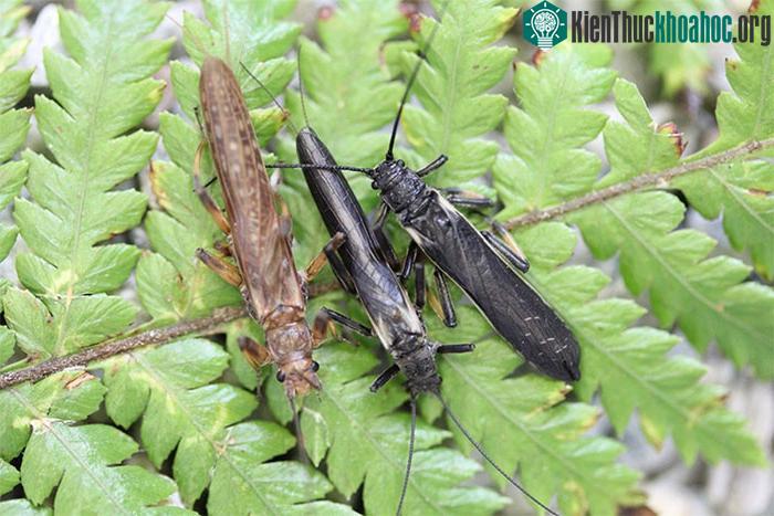 Ruồi đá Zelandoperla màu đen (ở giữa) ngụy trang giống ruồi đá Austroperla (trái)