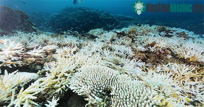 San hô bị tẩy trắng ở vùng biển ngoài khơi đảo Kohamajima, tỉnh Okinawa, Nhật Bản