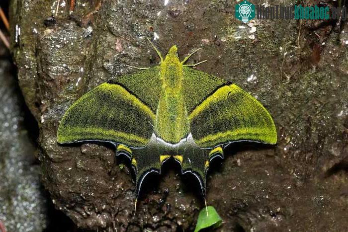 Bướm phượng đuôi kiếm răng tù (Teinopalpus imperialis)