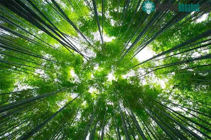 Phyllostachys nigra var. henonis hoạt động theo một khung thời gian hoàn toàn khác biệt