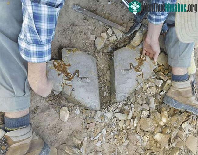 &nbsp;Mẫu vật được tìm thấy thuộc loài Notobatrachus degustoi