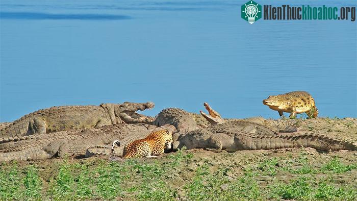 Màn tranh ăn giữa báo hoa mai mù đơn độc và đàn cá sấu đông đảo.&nbsp;