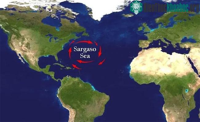 Biển Sargasso là biển nằm trong đại dương và được bao quanh bởi 4 dòng hải lưu.