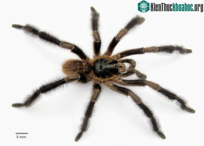 Loài nhện mới thuộc chi Trichopelma, được phát hiện tại phía Tây Cuba.