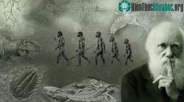 Con người chỉ xuất hiện sau đợt tuyệt chủng hàng loạt lần thứ năm.