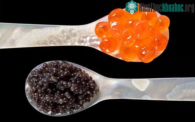 Loài động vật độc nhất vô nhị của Trung Quốc, bụng chứa "kim cương đen" rất đắt đỏ! ảnh 1