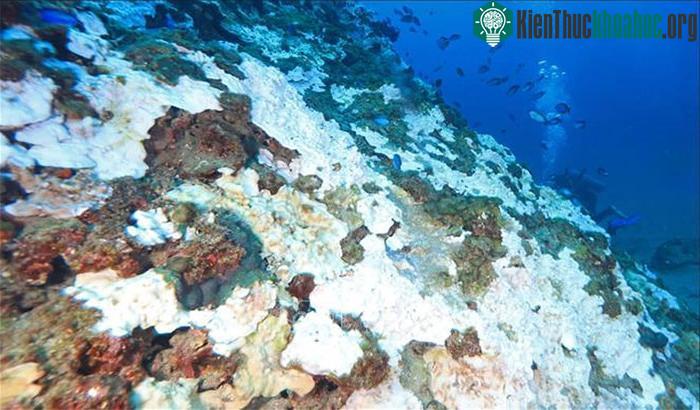 San hô bị tẩy trắng tại vùng biển ngoài khơi đảo Jeju, Hàn Quốc