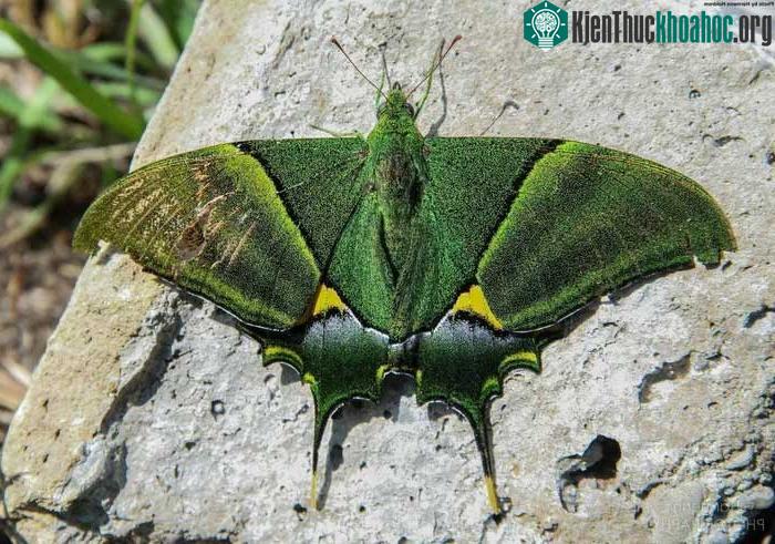 Đây là một loài bướm đẹp và quý hiếm bậc nhất thế giới.