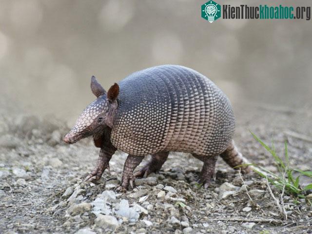 Vảy của cả tatu và tê tê đều có chức năng chính là bảo vệ cơ thể