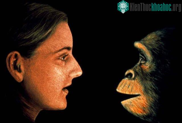 &nbsp;Sau đợt tuyệt chủng hàng loạt này, các loài động vật có vú đã tiến hóa nhanh chóng.