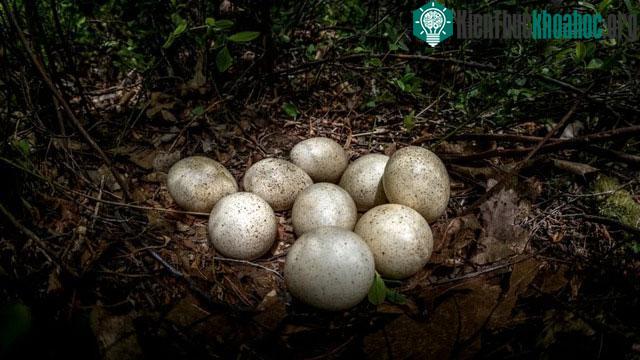 &nbsp;Trứng gà tây hoàn toàn có thể ăn được.&nbsp;