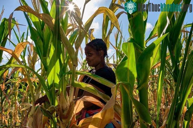 Ladias Konje, một nông dân trên cánh đồng ngô héo rũ ở làng Kanyemba, Zimbabwe.