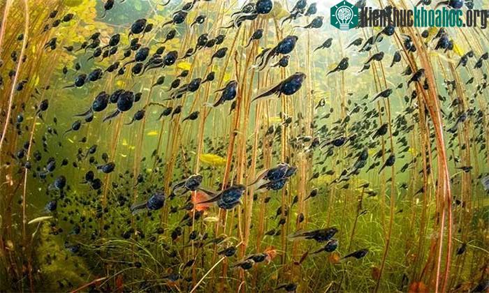 Cuộc di cư của nòng nọc