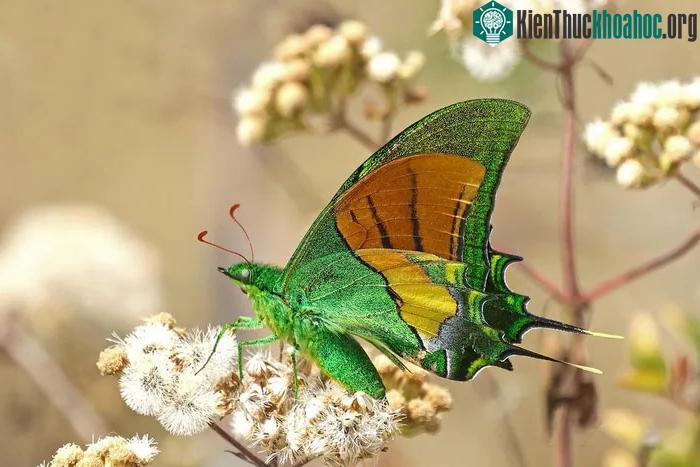 Hoa văn có sự khác biệt giữa từng cá thể.
