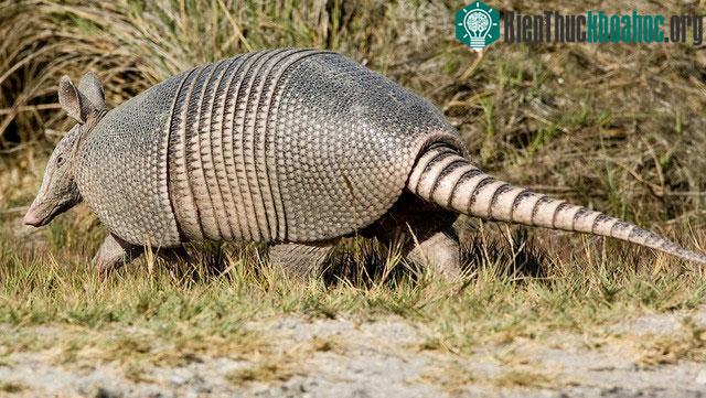 Tatu có nguồn gốc từ châu Mỹ