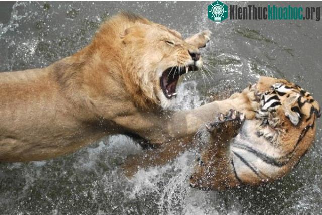 Hổ có khả năng tấn công mạnh mẽ hơn sư tử nhờ cơ bắp phát triển hơn.