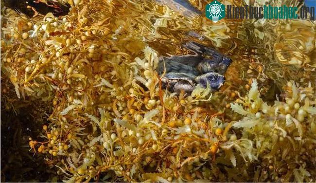 Tảo Sargassum