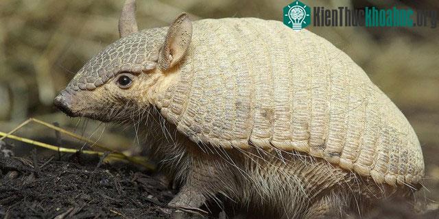 Khả năng chống chịu của vảy armadillo đã truyền cảm hứng cho nhiều lĩnh vực nghiên cứu.
