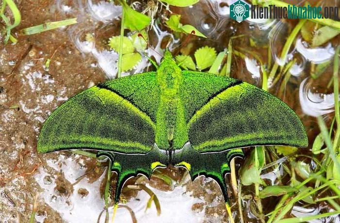 Một vài cá thể khác đã được tìm thấy ở những đỉnh núi cao bậc nhất khu vực Tây Nguyên.