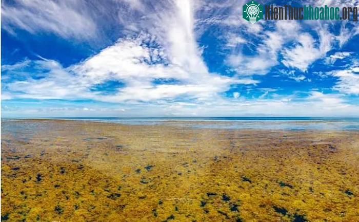Sargasso là một trong những vùng biển trong nhất thế giới tới mức có thể nhìn sâu tới hơn 60m.