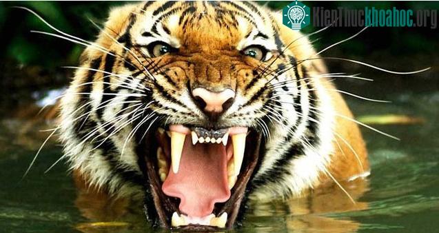 Hổ cũng có những thế mạnh khác trong chiến đấu, như chúng có bộ răng sắc nhọn đáng gờm.