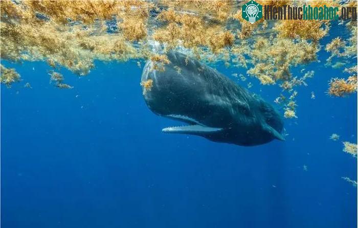Biển Sargasso còn là nơi sinh sống của rất loài sinh vật biển khác nhau từ nhỏ tới lớn.