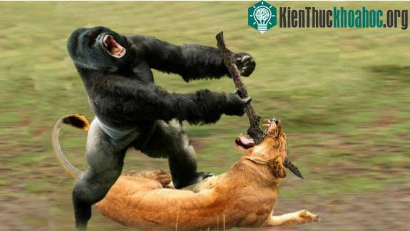 Khỉ đột nếu chiến đấu trong rừng có thể hạ gục sư tử.