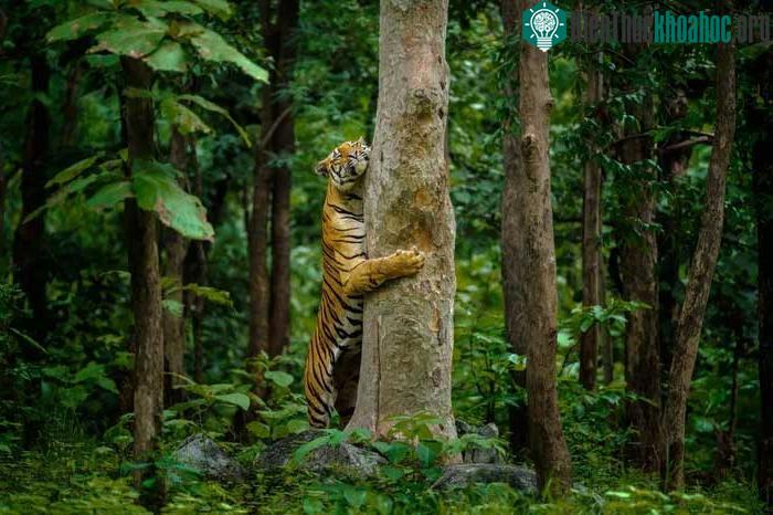 Hổ Bengal ôm cây