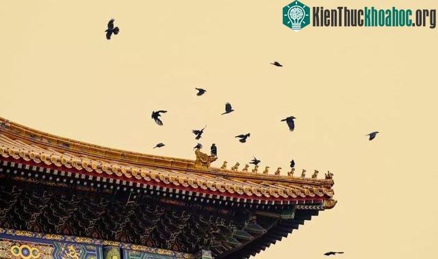 Những đàn quạ vẫn thường xuyên dừng chân ở Tử Cấm Thành.