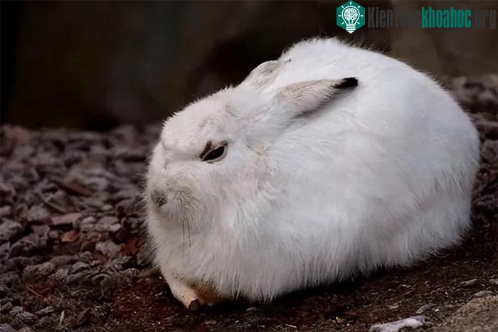Thỏ cũng đóng một vai trò trong phong tục văn hóa và tín ngưỡng tôn giáo.