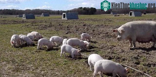 Khu vực Trung Tây của Mỹ rất phù hợp cho việc chăn nuôi quy mô lớn.&nbsp;