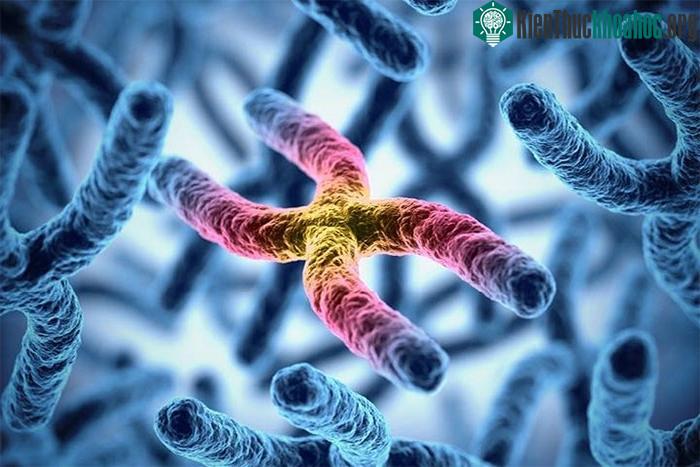 ADN là thứ giải thích cho toàn bộ những đặc điểm sinh học độc nhất của bạn.