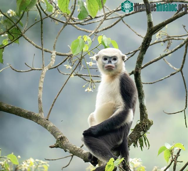 ừng bị coi là những 'sát thủ động vật hoang dã' tàn nhẫn, những thợ săn cũ ở xã Nà Hang cũ đã đổi súng trường lấy công tác bảo tồn, trở thành những người bảo vệ loài voọc mũi hếch Bắc Bộ. Đán Văn K...