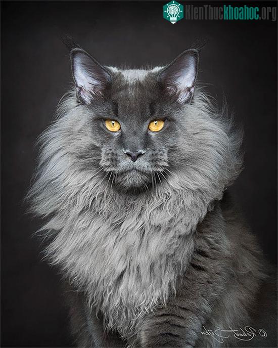 Tại sao mèo Maine Coon rất đẹp, nhưng lại có ít người nuôi? ảnh 0