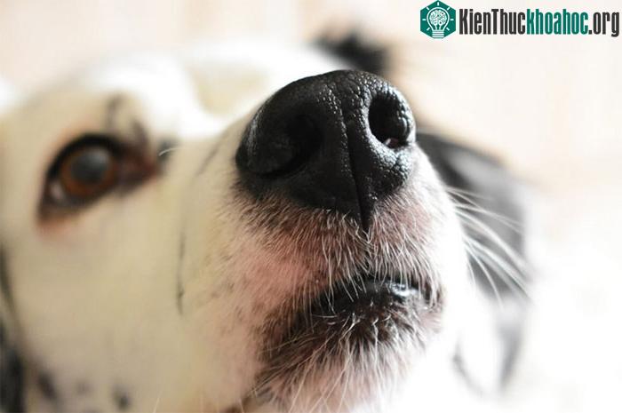 Khi chó tỉnh dậy, chúng thường liếm mũi và khiến chúng trở nên mát hơn và ẩm ướt.