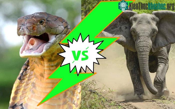 Rắn hổ mang chạm trán voi châu Phi, con nào sẽ thắng?