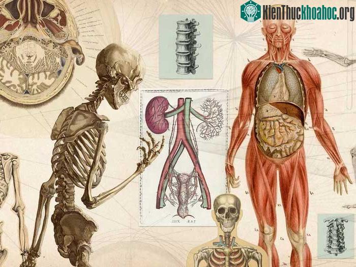 Cơ thể chúng ta chứa đầy kim loại khác nhau.