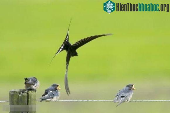 Khi bị thú rừng tấn công và giết chết, xác chết cũng bị thú rừng ăn thịt.