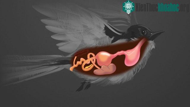 Hình ảnh bên trong hệ tiêu hóa của loài chim.