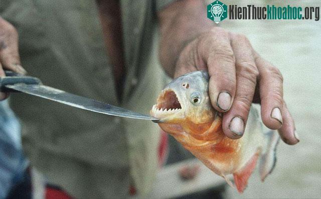 Cá piranha được miêu tả như những "sát thủ" dưới nước