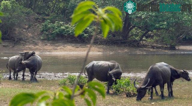 Trâu nước -&nbsp; loài vật thường bị gắn với hình ảnh cần cù cày ruộng, lầm lũi dưới nắng gắt.