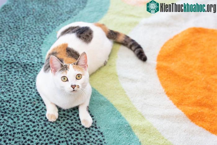Mèo tam thể được coi là con vật mang lại may mắn.&nbsp;