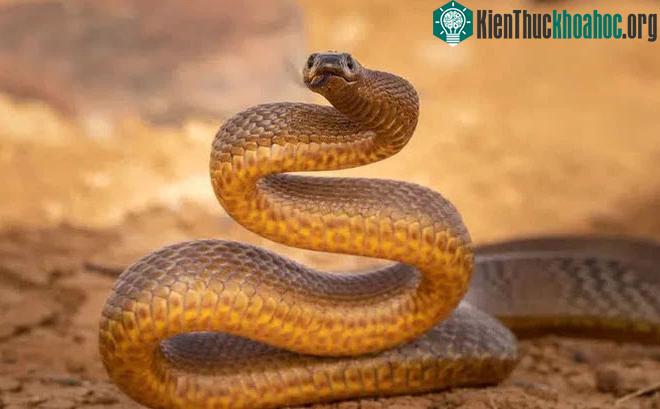 Rắn Taipan nội địa - Loài rắn độc nhất nước Úc.