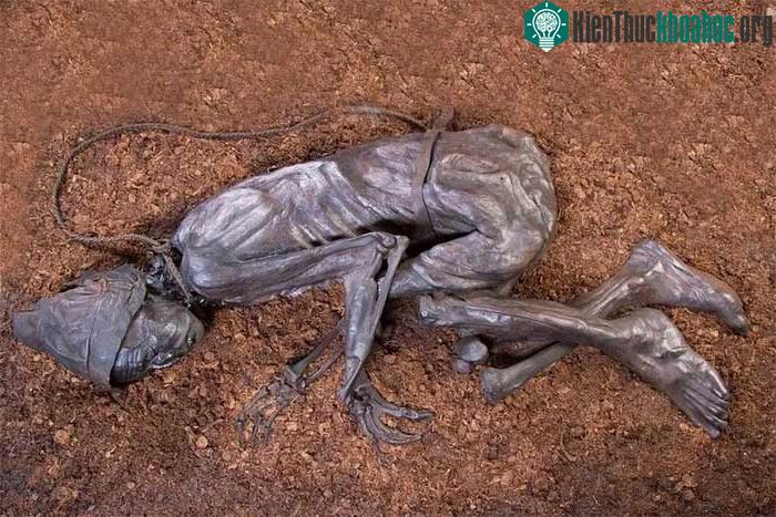 Thi thể của Tollund Man có thể được nhìn thấy tại Bảo tàng Silkeborg ở Đan Mạch.