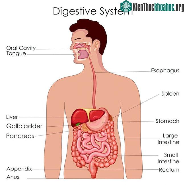 Hệ tiêu hóa: Thức ăn từ dạ dày, xuống ruột rồi thải ra ngoài qua hậu môn.