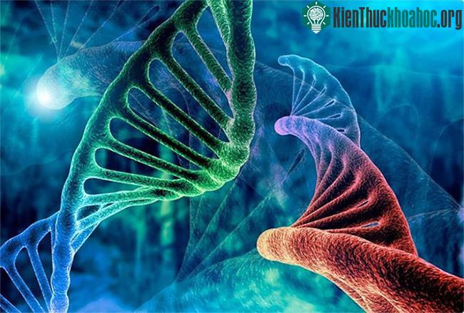 Sự lộn xộn DNA này không chỉ nằm rải rác giữa các gene