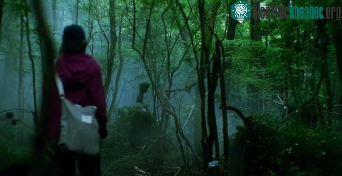 Aokigahara còn được gọi là "Khu rừng tự sát".