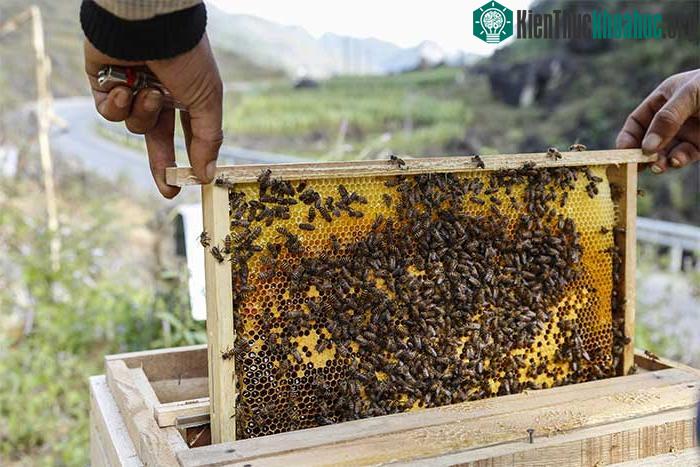Trên thế giới hiện có hơn 20.000 loài ong và nước nào cũng có loài bản địa của mình