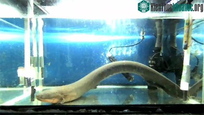 Tạo ra nguồn điện khiến cá sấu còn phải chạy, tại sao lươn điện lại không bị điện giật? ảnh 0